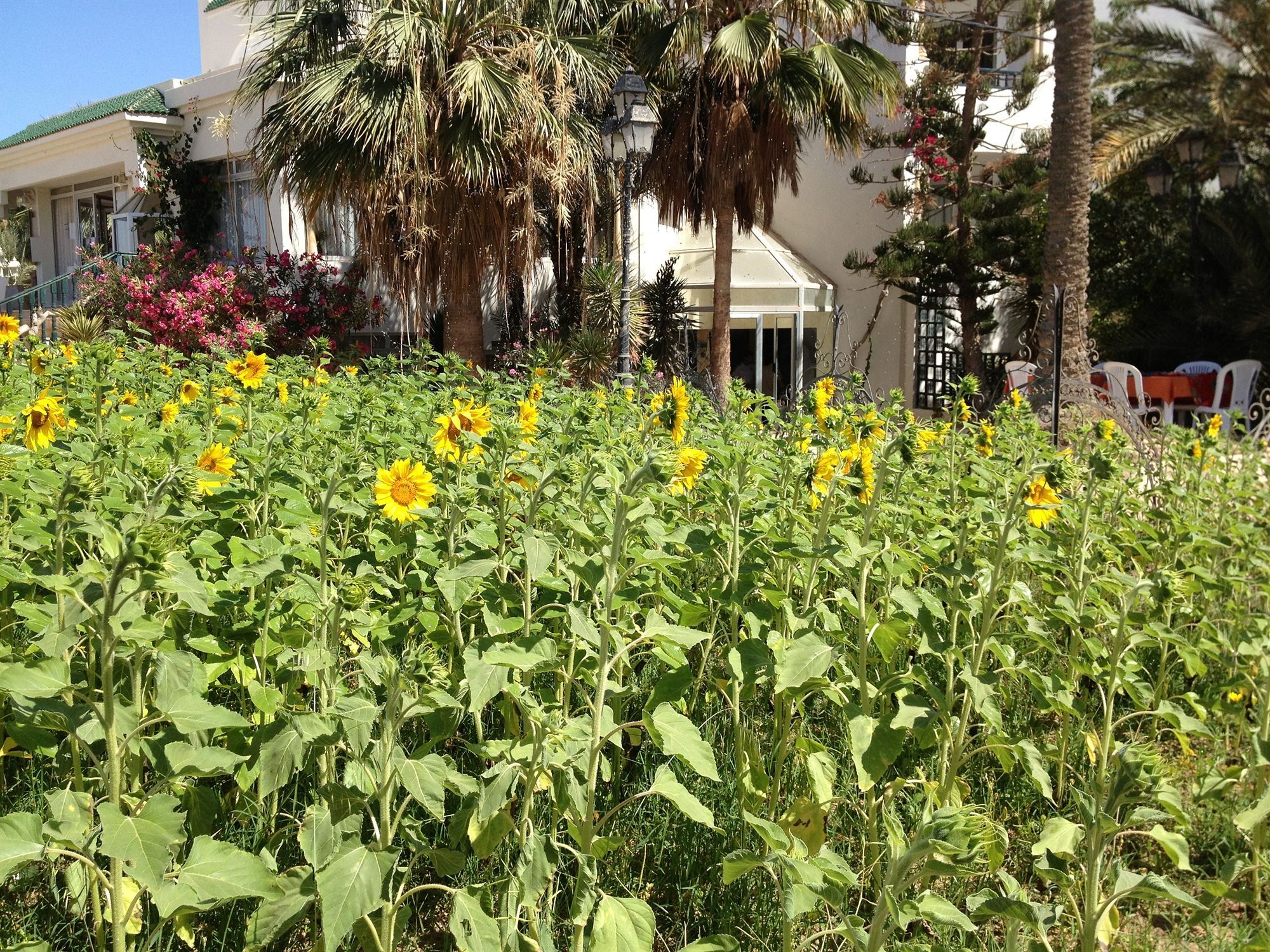 Hotel Djerba Orient Mezraia Εξωτερικό φωτογραφία